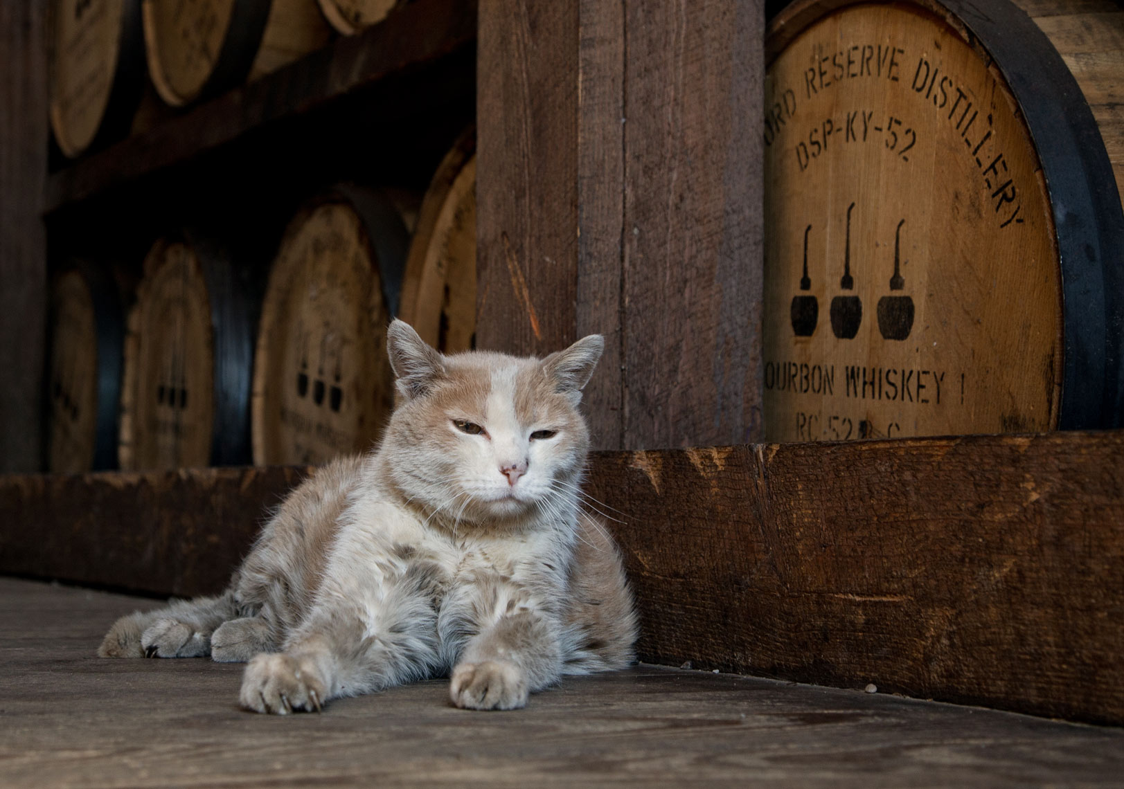 Woodford-CatT.Shelby